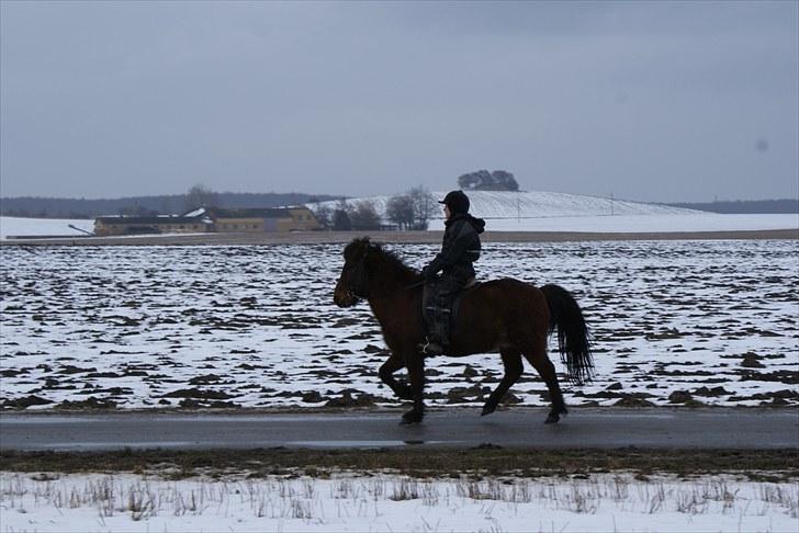 Islænder Sleipnir f Dyssemosen solgt - #17 nyt billede 17