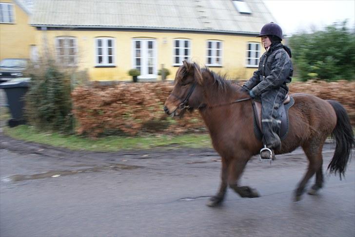 Islænder Sleipnir f Dyssemosen solgt - #18 nyt billede 18