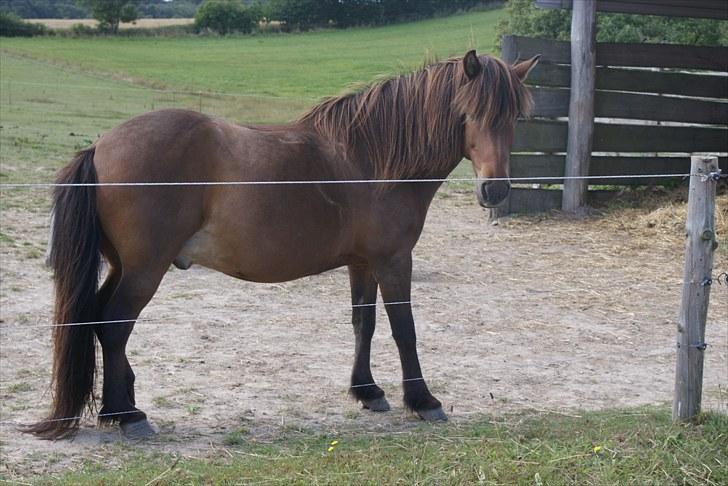 Islænder Sleipnir f Dyssemosen solgt - #19 nyt billede 19