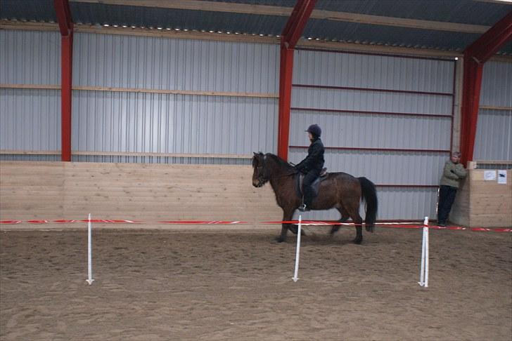 Islænder Sleipnir f Dyssemosen solgt - #20 nyt billede 20