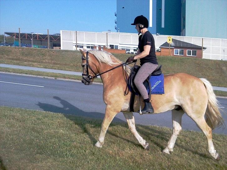 Tyroler Haflinger | Arkibal  - Lånt af ejer. billede 13