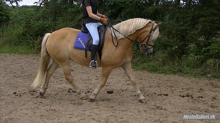 Tyroler Haflinger | Arkibal  - Arkibal rides af Camilla (Billede lånt af ejer) billede 14