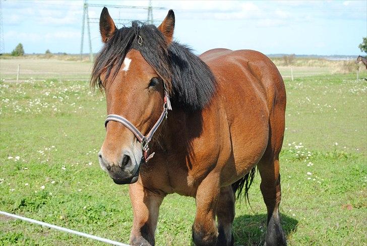 Belgier Rasmus  - Rasmus en dejlig sensommer dag 2010 billede 7