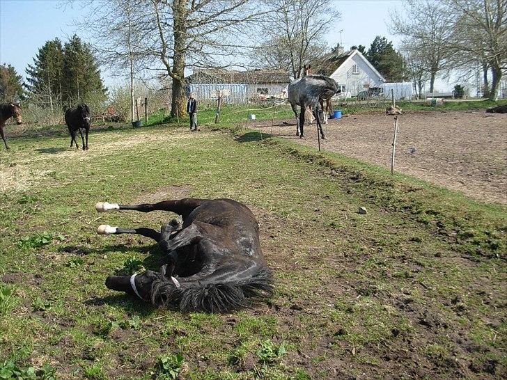 Welsh Pony af Cob-type (sec C) Engholms Bonnie Beate - Fold d. 22.04.2011 (: billede 2