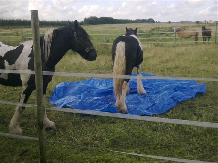 Irish Cob Mr.BigD of Irish (Samson) billede 7