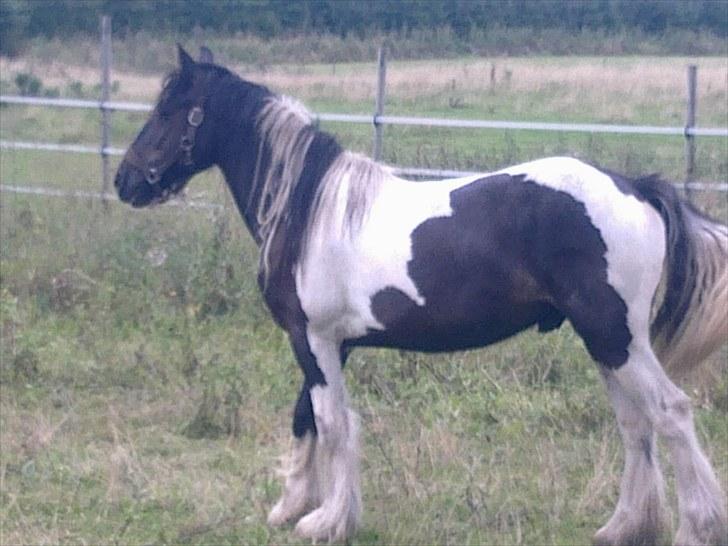 Irish Cob Mr.BigD of Irish (Samson) billede 8
