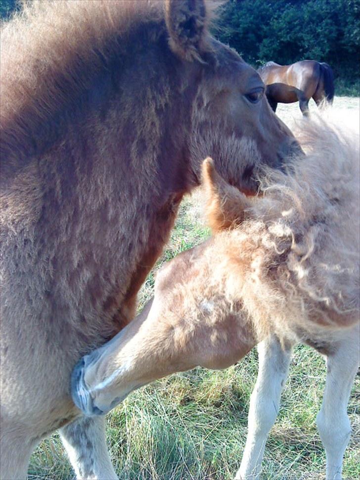 Islænder Líf<3 - Det skader aldrig at nusse lidt med kusinen! (: billede 14