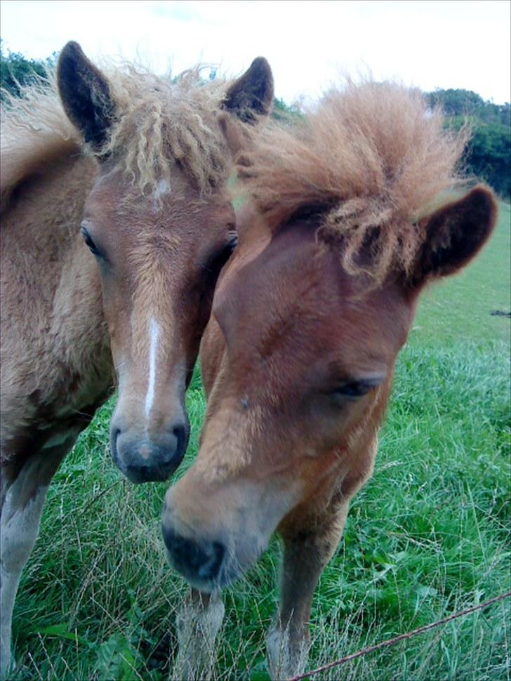 Islænder Líf<3 - Og her er mig og min kusine lysa så igen (: billede 15