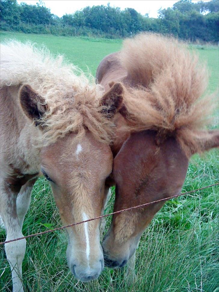 Islænder Líf<3 billede 16