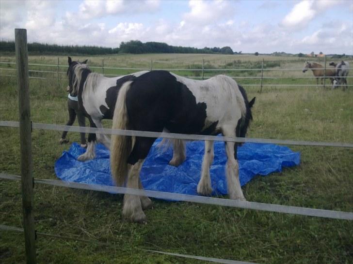 Irish Cob Bakkegårdens Rosa billede 8