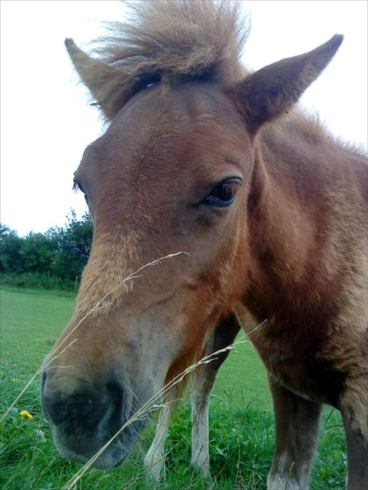 Islænder Líf<3 - Hej hej.. billede 17
