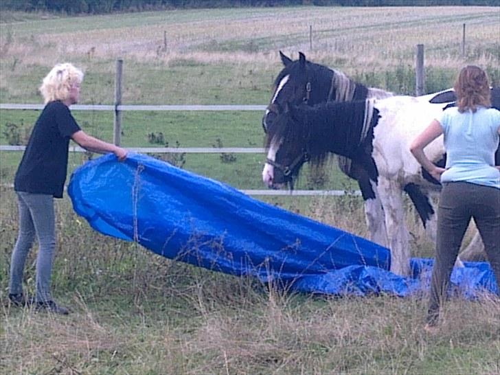 Irish Cob Bakkegårdens Rosa billede 10