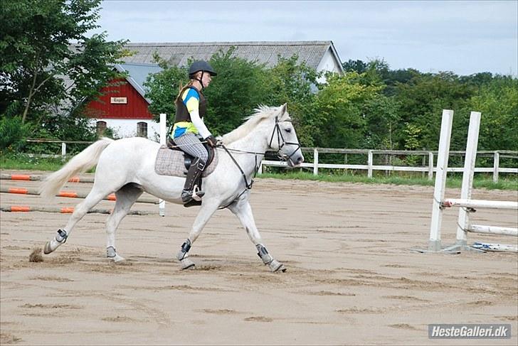 Tysk Sportspony Kobold 161  - Fuld galop  billede 17