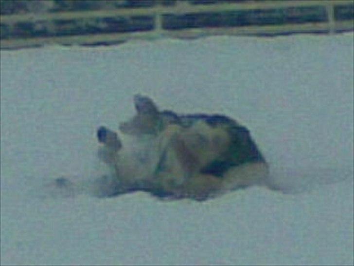 Fjordhest Dalton (R.I.P) Min himmelhest<3 - jeg ruller rundt!<3 billede 11