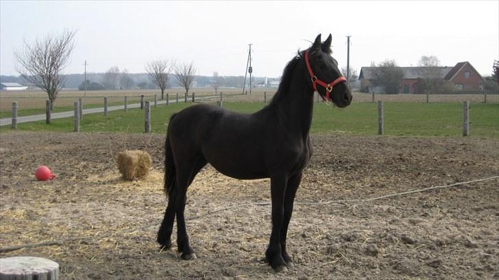 Frieser Eitske Alida ( Santana ) - Lillepigen ( Santana ) billede 14