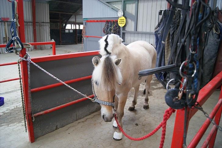 Fjordhest Dalton (R.I.P) Min himmelhest<3 - dalton den søde hesti!<3 billede 13