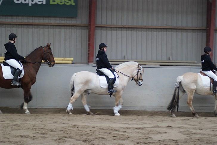 Fjordhest Dalton (R.I.P) Min himmelhest<3 - til julekvadrilje billede 14