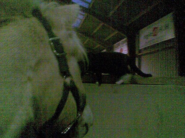 Fjordhest Dalton (R.I.P) Min himmelhest<3 - dalton og kattekillingen snarker sammen xD´ billede 15