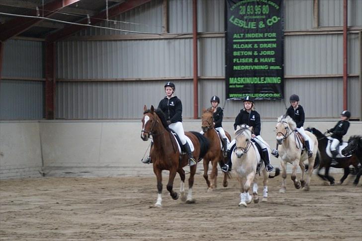 Fjordhest Dalton (R.I.P) Min himmelhest<3 - dalle og bongo styrer det xD´ billede 16