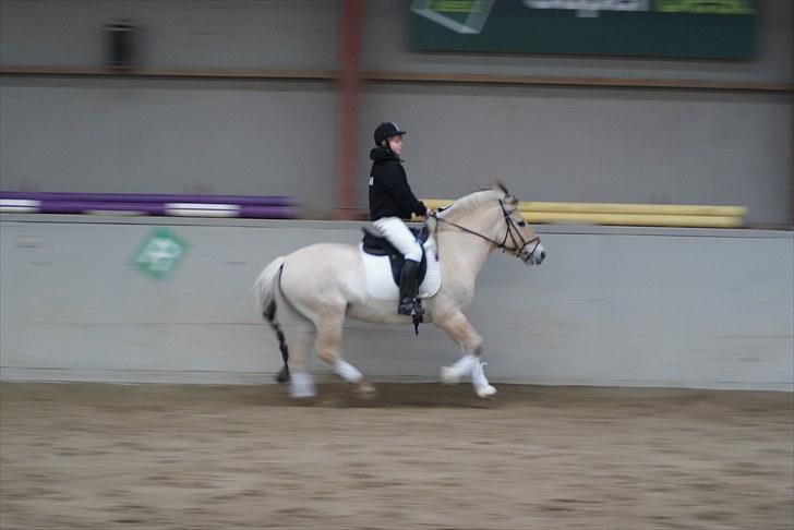 Fjordhest Dalton (R.I.P) Min himmelhest<3 - han rør ikke jorden sejt :3´ billede 19