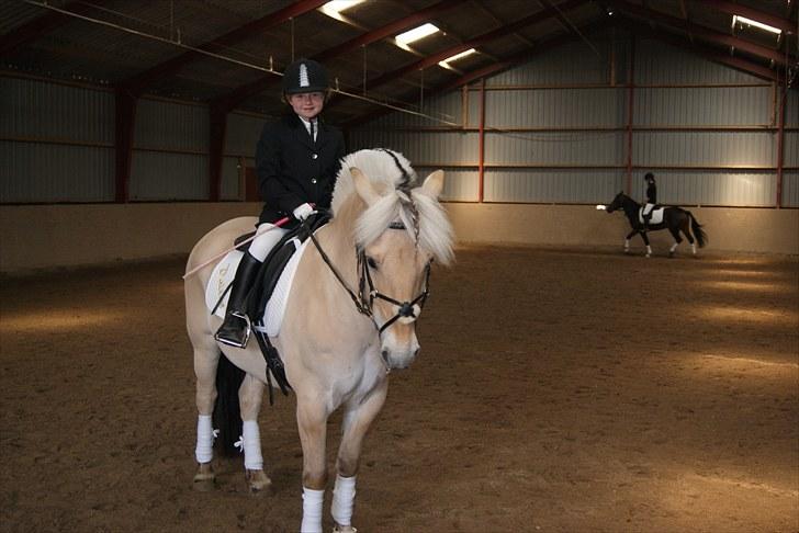 Fjordhest Dalton (R.I.P) Min himmelhest<3 - min søster og dalle lige inden de skullestarte ld1:) billede 20