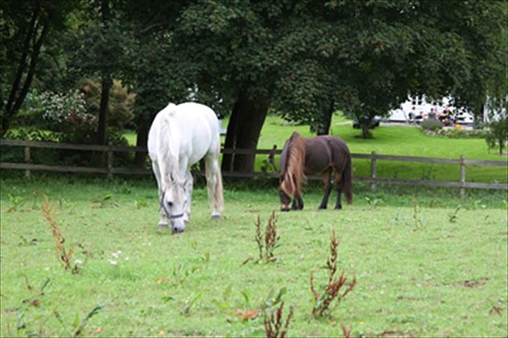 Anden særlig race Alf billede 15