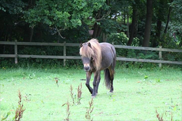 Anden særlig race Alf billede 16