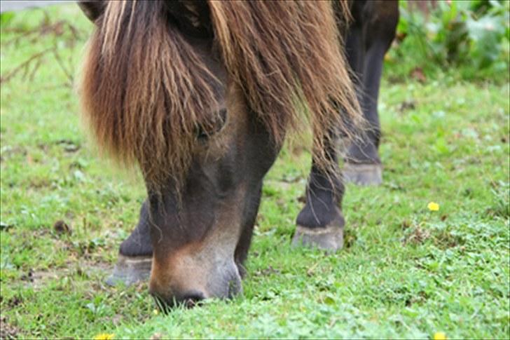 Anden særlig race Alf billede 18
