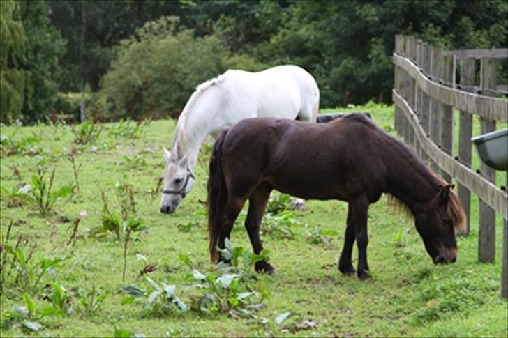 Anden særlig race Alf billede 19