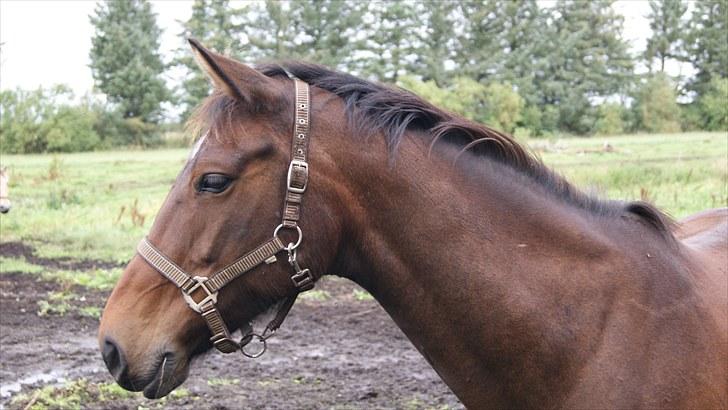 Dansk Varmblod Tøsen - billede 19 billede 19