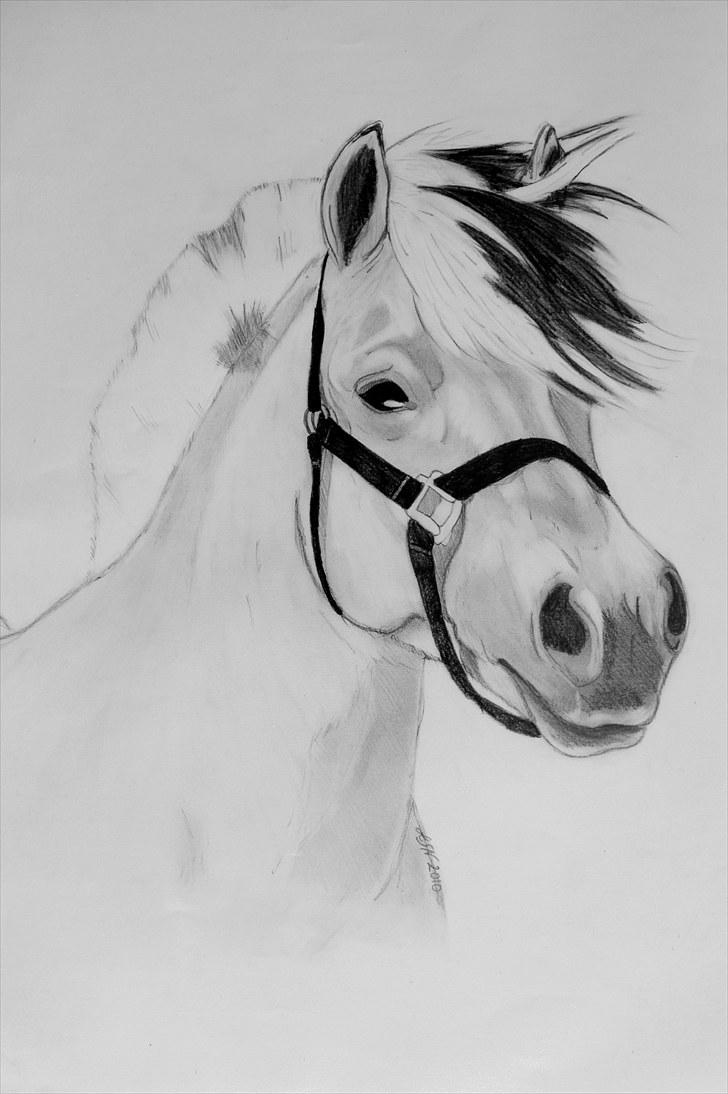 Fjordhest Ingunn Granlygaard - Tegning jeg har lavet af Ingunn 2010 billede 2