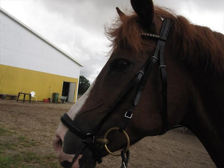 Anden særlig race tango billede 2