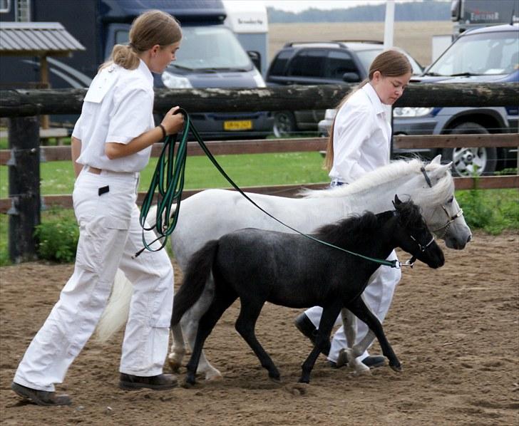 Belgisk Miniature RKG Moons Happy Miracle - D. 22 august 2010 EAMH Sommershow billede 18