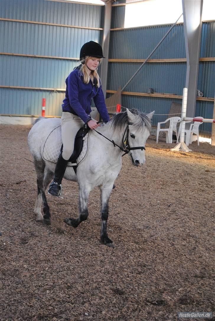 Welsh Pony (sec B) Bess - velkommen til bess´ profil! :D *MSP FOTO* billede 1