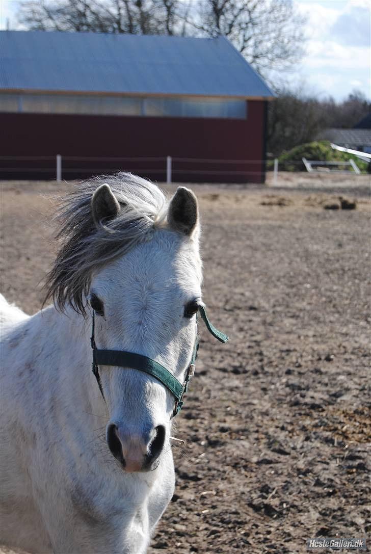 Welsh Pony (sec B) Bess - Bess på folden *MSP FOTO* billede 2