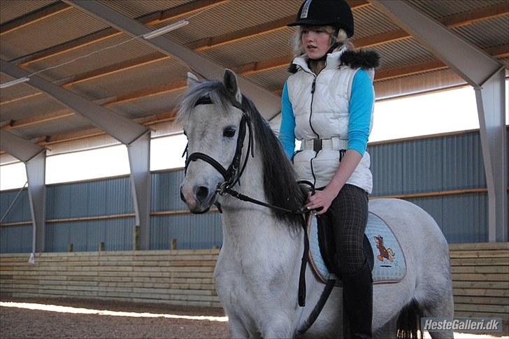 Welsh Pony (sec B) Bess - *MSP FOTO* billede 3