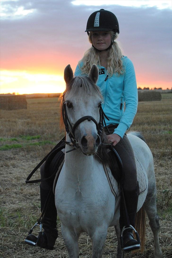 Welsh Pony (sec B) Bess - aften tur den 3. sep.<33 *MSP FOTO* billede 4