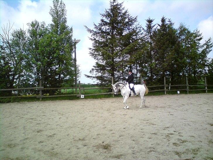 Arabisk fuldblod (OX)  belissa R.I.P - Til pinse stævne på Vantinge rideklub. billede 15