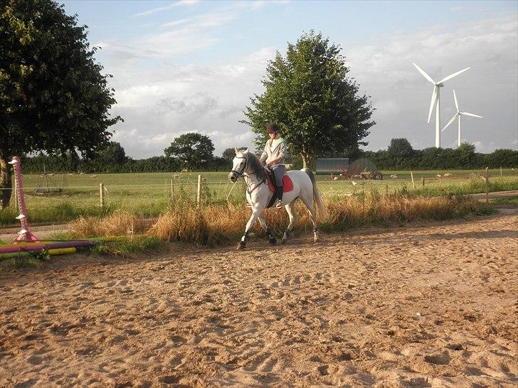 Arabisk fuldblod (OX)  belissa R.I.P - Ridning sommer 2010. billede 16