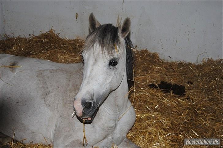 Welsh Pony (sec B) Bess - *MSP FOTO* billede 5
