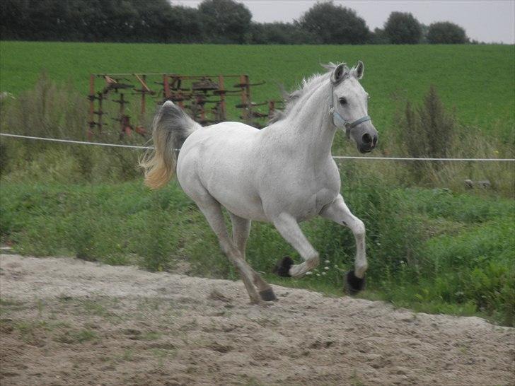 Arabisk fuldblod (OX)  belissa R.I.P - Hendes favorit gangart galop ;) billede 18