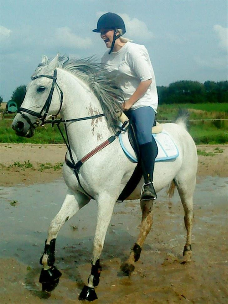 Arabisk fuldblod (OX)  belissa R.I.P - Springning 2010 ;O) billede 19