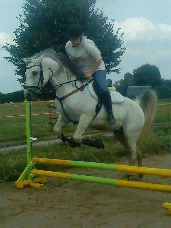 Arabisk fuldblod (OX)  belissa R.I.P - Vi flyver som to, men svæver som en :) billede 20