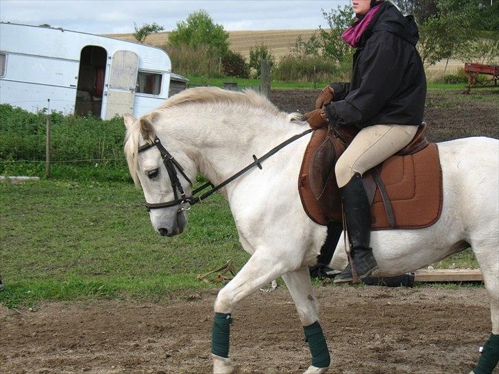 Welsh Pony (sec B) Prinzess of Beauty queen ( Pony) R.I.P billede 3