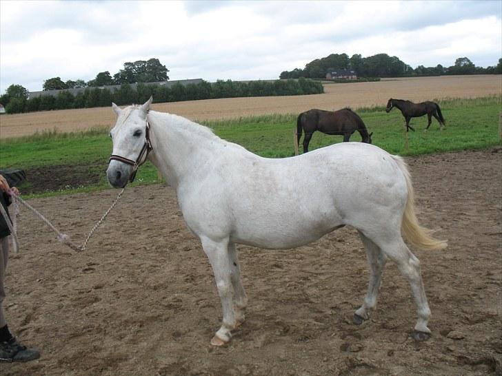 Welsh Pony (sec B) Prinzess of Beauty queen ( Pony) R.I.P billede 4