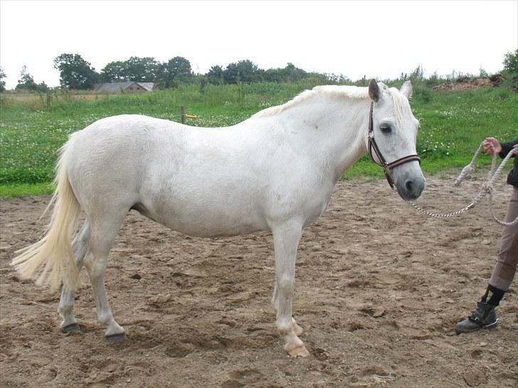 Welsh Pony (sec B) Prinzess of Beauty queen ( Pony) R.I.P billede 5