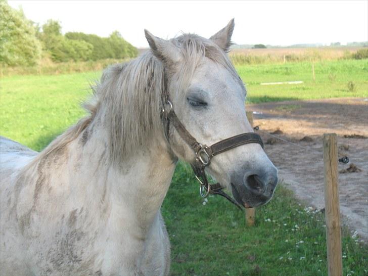 Welsh Pony (sec B) Prinzess of Beauty queen ( Pony) R.I.P billede 6