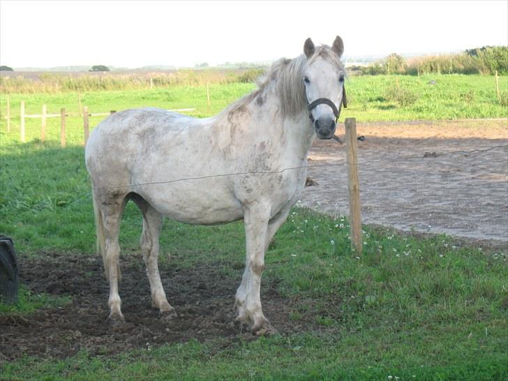 Welsh Pony (sec B) Prinzess of Beauty queen ( Pony) R.I.P billede 7
