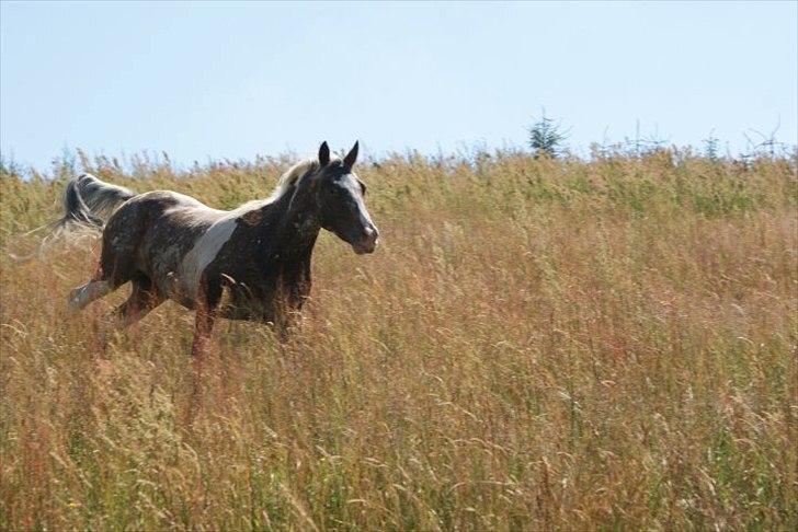 Knabstrupper Indy   - Jeg savner at se dig løbe over marken, med ørene fremme & høre dit dejlige vrinsk.. billede 17