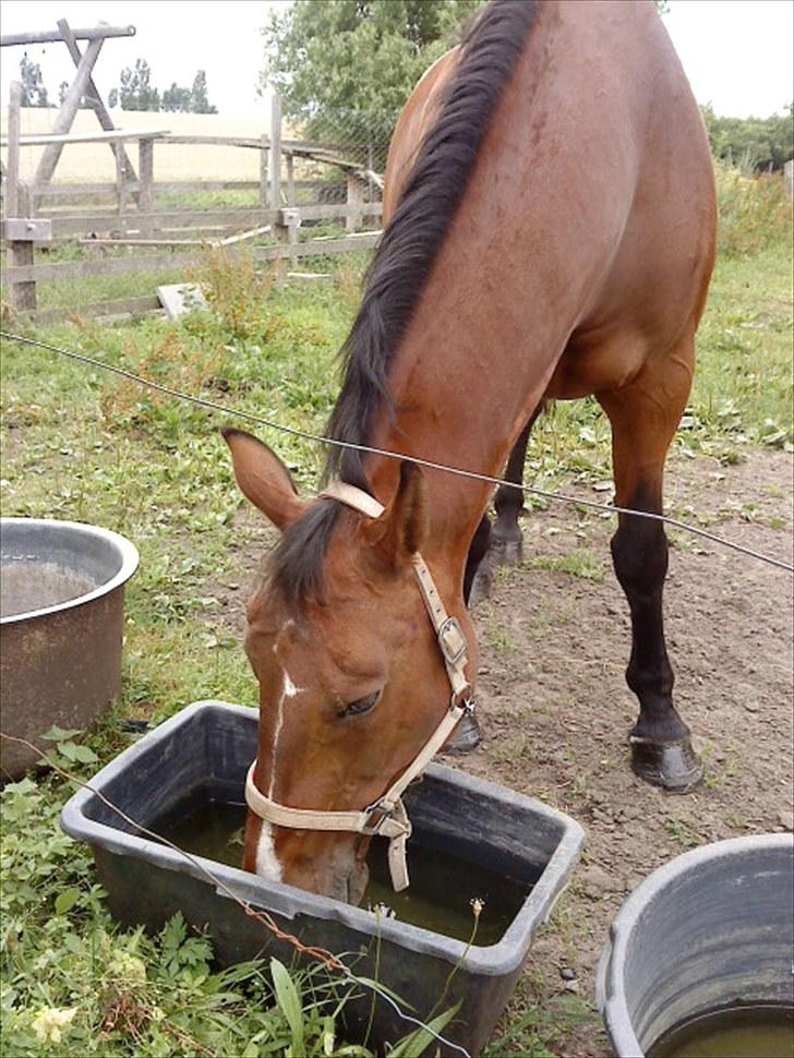 Oldenborg Yasmin (Molique) - foto: mig billede 4